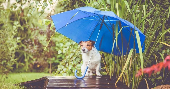 Jack Russell Terrier during rain outdoor