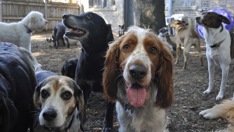 Large group of dogs (about 15) milling around in outside playlot of doggie day care facility. Some dogs are looking in the camera.  Breeds: "Brittany Spaniel" center looking in camera in center; "Beagle" on left; "Labrador" in middle