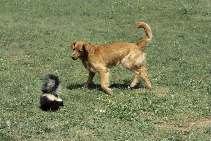 Striped Skunk, Mephitis mephitis, In defensive posture trying to spray dog, captive