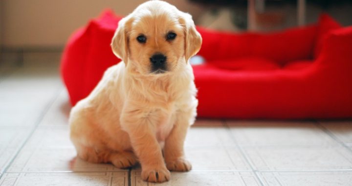 Golden retriever puppy portrait