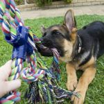 6 Puppy Games To Play With Your New Puppy