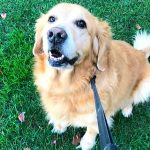 Gold Souls, Gray Faces: 8 Tips For Walking Senior Dogs